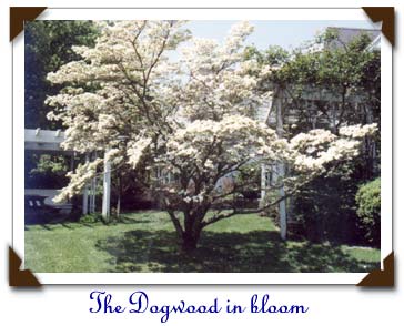 dogwood.jpg